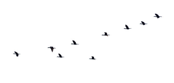 istock Silhouette flock of birds flying in a row 1192680479