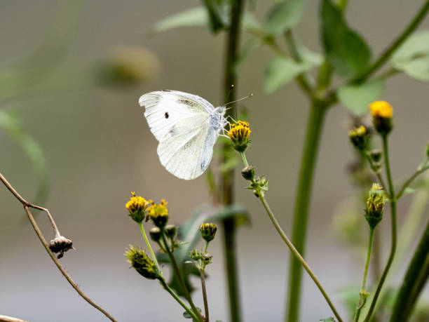 istock garden white butterfly drinking nectar on flower 5 1192680500