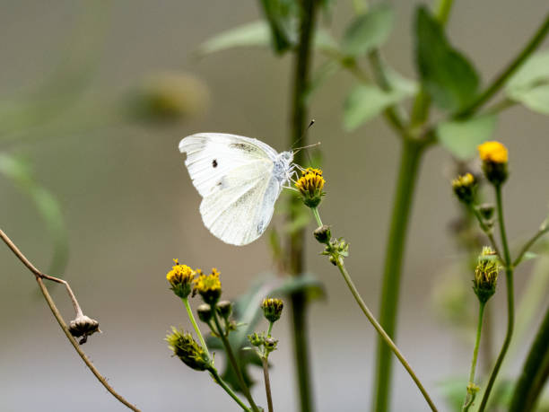 istock garden white butterfly drinking nectar on flower 6 1192680508