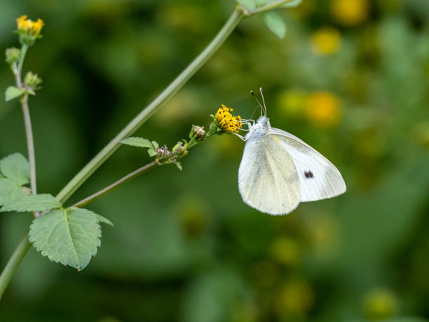 istock garden white butterfly drinking nectar on flower 7 1192680538