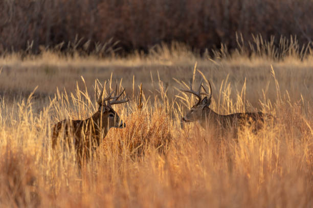 istock Whitetail Deer Bucks in Autumn in Colorado 1192681191