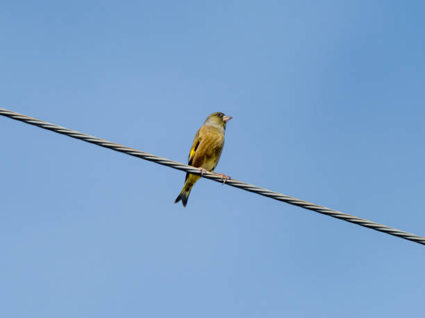 istock oriental greenfinch on a farm utility line 2 1192681198