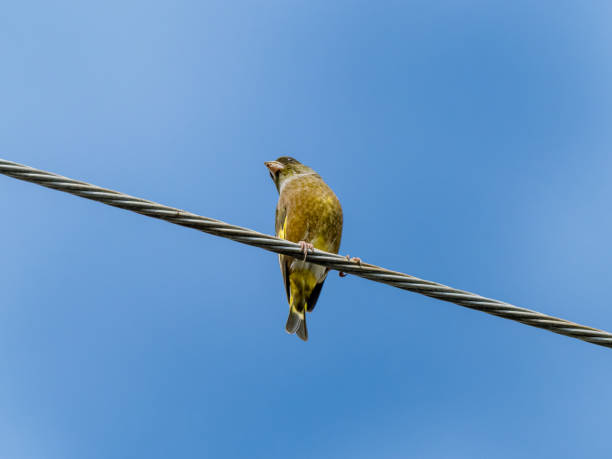 istock oriental greenfinch on a farm utility line 4 1192681212