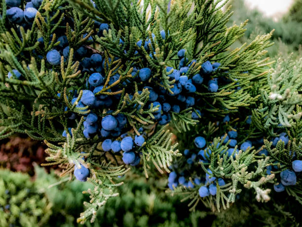 Blue juniper berries with green branches Blue juniper berries with green branches Gin stock pictures, royalty-free photos & images