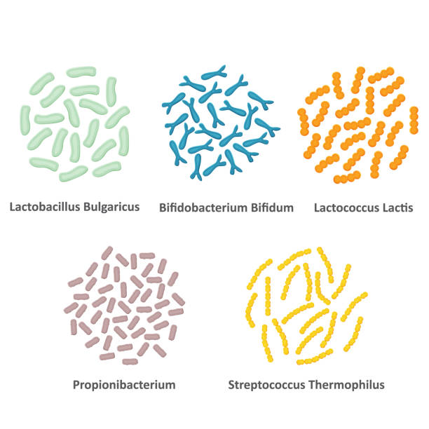 ilustrações, clipart, desenhos animados e ícones de conjunto de ilustração de bactérias probióticas. vetor. - staphylococcus aureus resistente à meticilina