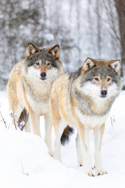 istock Two beautiful wolves standing in cold winter landscape 1192684414