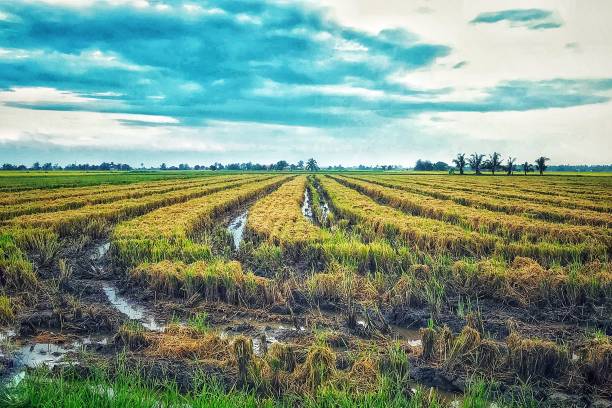 Paddy Field | Sekinchan stock photo