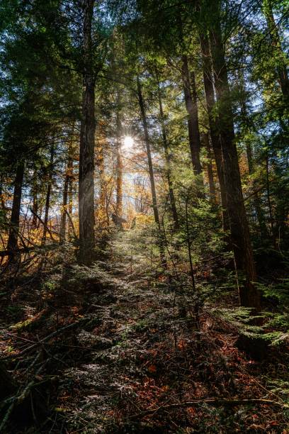 Hiking through a dense forest in Huntsville, Ontario, Canada