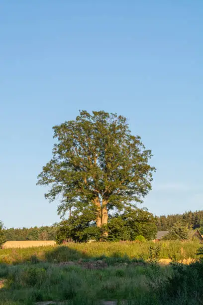 a single tree in sunlight in the summer nature