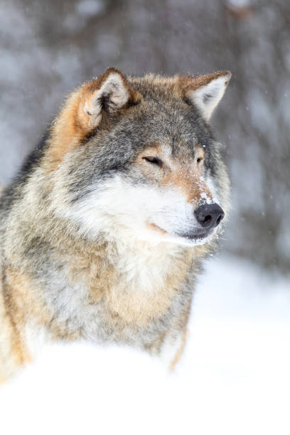 focused wolf stands in beautiful and very cold winter forest - wolf norway woods winter imagens e fotografias de stock