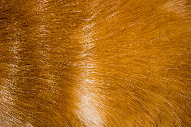 istock cat hair background 1192687468