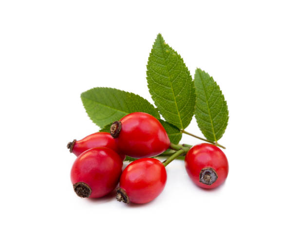 Ripe rose hip Ripe rose hip isolated on white background wild rose hip stock pictures, royalty-free photos & images