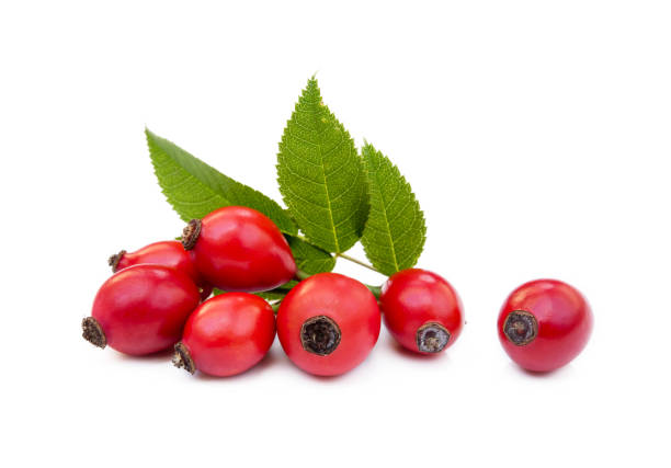 Ripe rose hip Ripe rose hip isolated on white background wild rose hip stock pictures, royalty-free photos & images