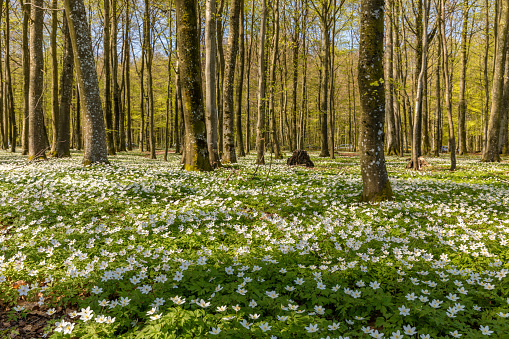Beautiful wood anemone, spring flowers in the beech forest - wood anemone, windflower, thimbleweed, smell fox - Anemone nemorosa - in Larvik, Norway