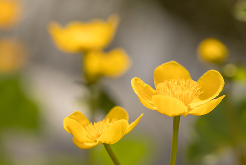 Kingcup or Marsh Marigold - Caltha palustris - beautiful yellow wild flowers