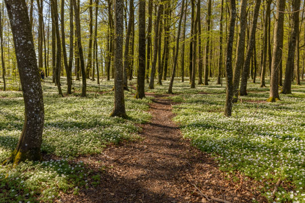 ścieżka przez wiosenne kwiaty w lesie bukowym - anemon drzewny, wiatrołwia, naparstek, zapach lisa - anemone nemorosa - w larvik, norwegia - anemone flower wood anemone windflower flower zdjęcia i obrazy z banku zdjęć