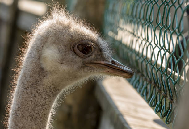 istock Ostrich bird in captivity looking through a mesh wire fence 1192691279