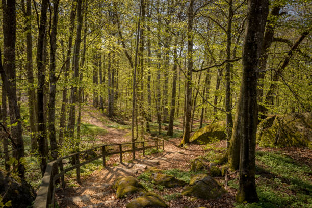 Path trough the beech - Fagus sylvatica - forest in Larvik, Norway. This Beech Tree Forest is Norways largest and the worlds most northerly beech tree forest.