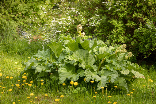 Big old rhubarb plant blossoming in the green, overgrown garden
