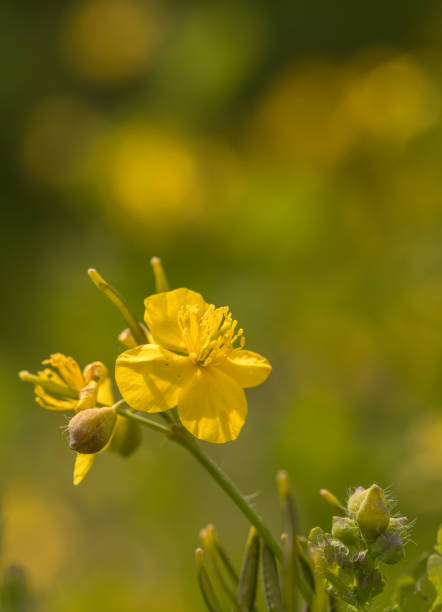 istock Greater celandine, Chelidonium majus, with soft natural background 1192691383
