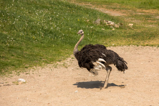 istock Ostrich, Struthio camelus getting ready for a sand bath in the sunny weather 1192691421