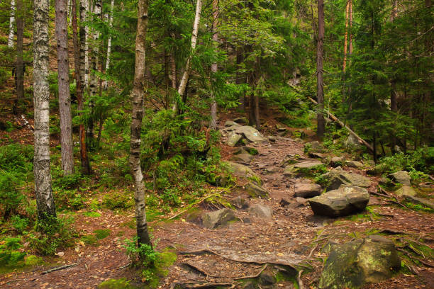 istock Path through the pine forest, natural outdoor background 1192692816