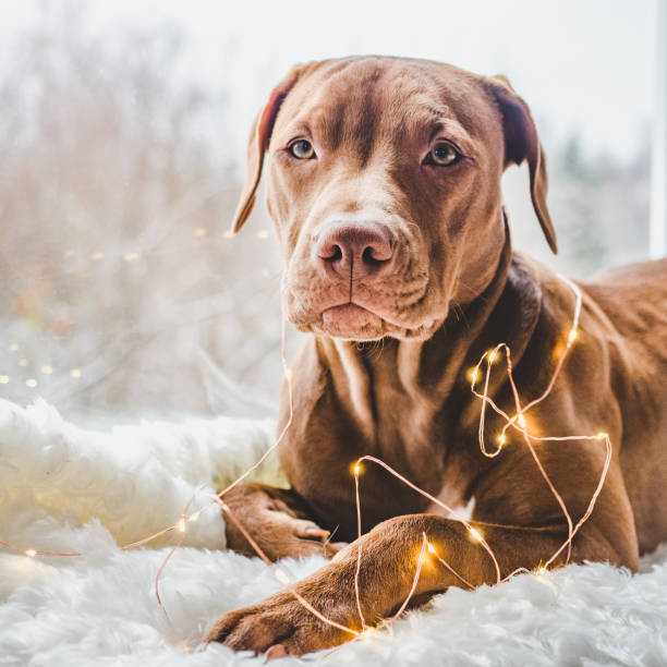 istock Young, charming puppy and decorations. Close up 1192693745