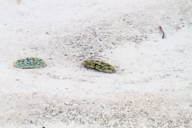 istock Crabs in shallow waters in Indian Ocean 1192693807