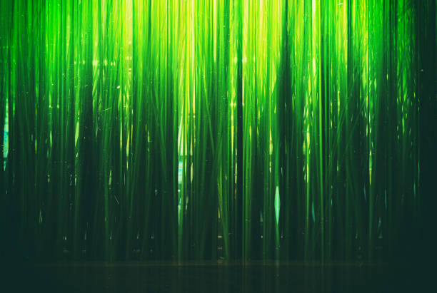 Abstract green grass on film scan background