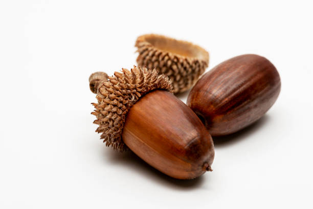 istock Close up shot two acorns on a white background. 1192694772