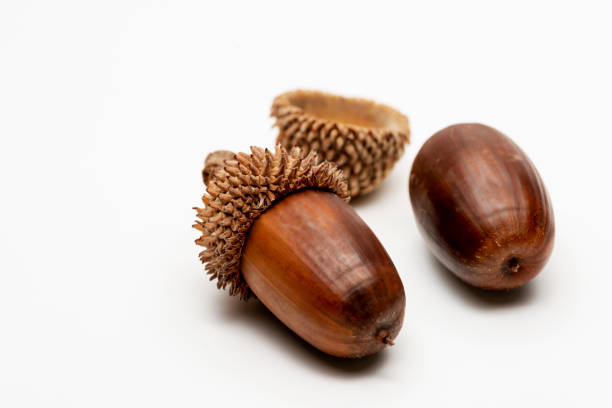 istock Close up shot two acorns on a white background. 1192694782