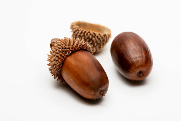 istock Close up shot two acorns on a white background. 1192694784