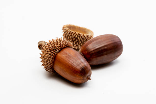 istock Close up shot two acorns on a white background. 1192694796