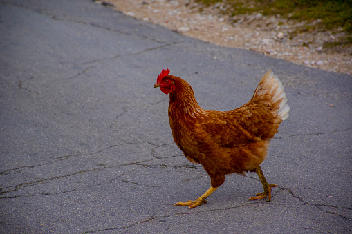 a colored hen crosses the road in the middle of autumn on the Asiago plateau near Vicenza, Italy.