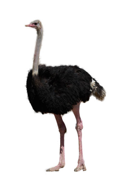 istock Ostrich in portrait full body side view on isolated white background 1192697390