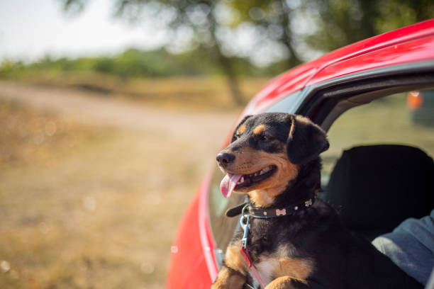 istock Happy dog has her head out a car window 1192697617