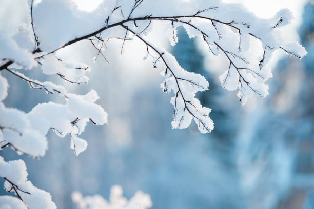 istock Winter branch covered with snow 1192697709