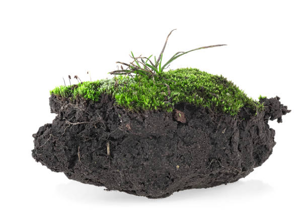 istock Green moss with grass on pile of soil, white background. 1192697816
