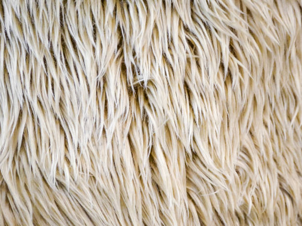 istock Wool sheep fleece closeup textured and background. 1192697889