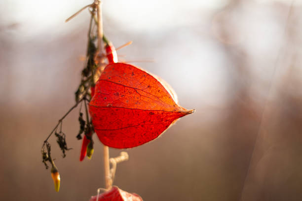 Physalis orange fruit stem close up arrangement with small red peppers backlit by the setting sun isolated against out of focus background 2020