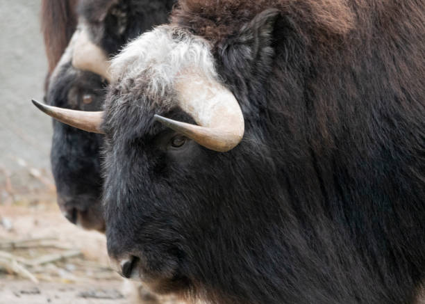 istock Taro Buffalo eat fresh green tree branches 1192699044