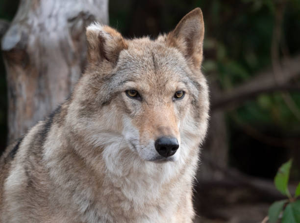 istock Grey Wolf Canis lupus Portrait - captive animal 1192699062
