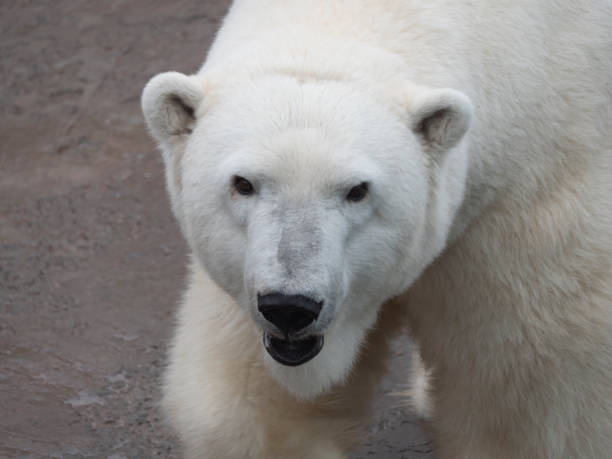 istock Polar Bear Ursus Maritimus on a sunny day 1192699096