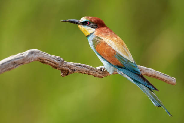istock One beautiful bee eater bird (Merops apiaster) sitting on a branch in nature 1192699317