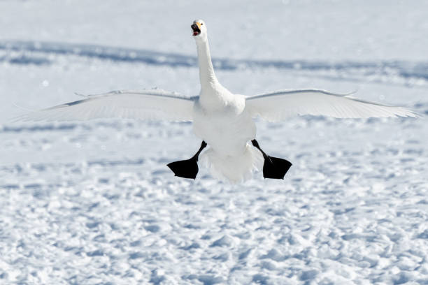 Surprised wild Swan before landing