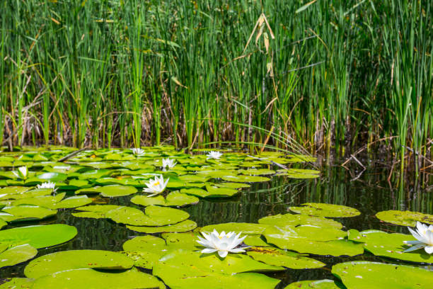 istock summer river scene, white lilies, reed and leaves on a water 1192700281