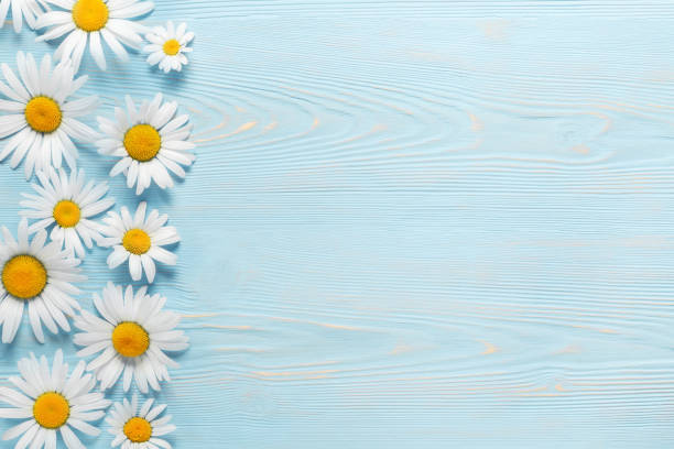 istock White camomiles on a blue wooden background. Beautiful spring composition, template for design with place for text 1192700287