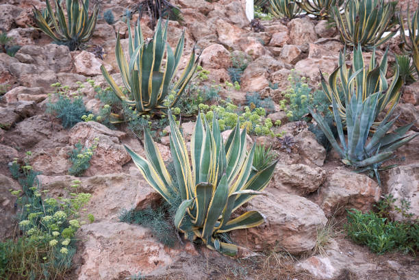 succulent plants