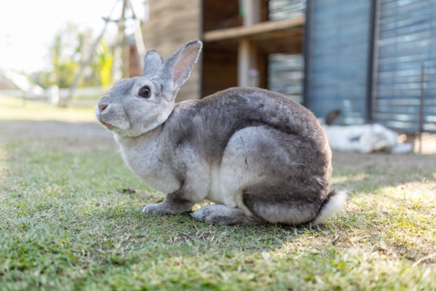 Grey cute rabbit sitting on the grass field