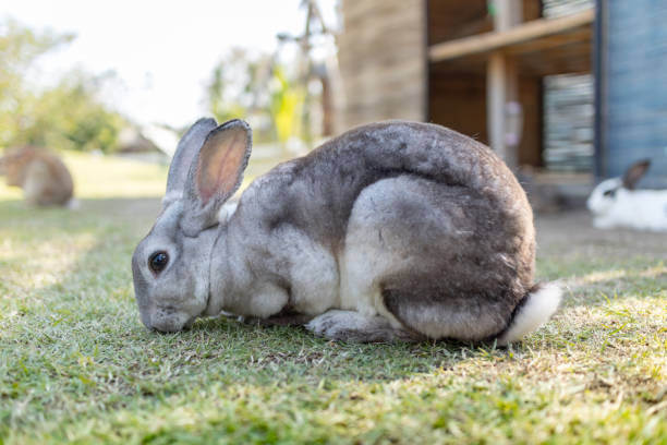 istock Grey cute rabbit sitting on the grass field 1192700731